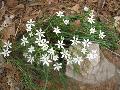 Star of Bethlehem / Ornithogalum umbellatum 